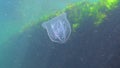 Ctenophores, predatory comb jellyfish invader to the Black Sea, jellyfish Beroe ovate, devouring Mnemiopsis leidy