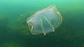 Ctenophores, predatory comb jellyfish invader to the Black Sea, jellyfish Beroe ovate, devouring Mnemiopsis leidy