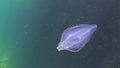 Ctenophores, predatory comb jellyfish invader to the Black Sea, jellyfish Beroe ovate, devouring Mnemiopsis leidy