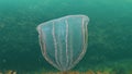 Ctenophores, predatory comb jellyfish invader to the Black Sea, jellyfish Beroe ovate, devouring Mnemiopsis leidy