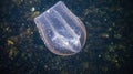 Jellyfish Beroe ovate eat Mnemiopsis leidy