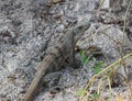 Ctenosaura similis adult lizard in a natural environment Royalty Free Stock Photo