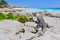 Ctenosaura similis, commonly known as the black spiny tailed iguana, black iguana, or black ctenosaur, is a lizard native to Royalty Free Stock Photo