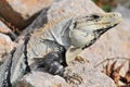 Ctenosaura similis, commonly known as the black spiny tailed iguana, black iguana, or black ctenosaur, is a lizard native to Royalty Free Stock Photo