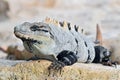 Ctenosaura similis, commonly known as the black spiny tailed iguana, black iguana, or black ctenosaur, is a lizard native to Royalty Free Stock Photo