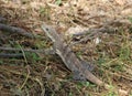 An adult Ctenosaura similis lizard on the ground Royalty Free Stock Photo