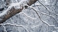 ctrast snow on trees Royalty Free Stock Photo