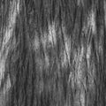 CTree Bark Texture and Pattern in Monochrome Royalty Free Stock Photo