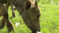 CU of Young Waterbuffalo Chomping Grass in Asia