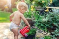 Cuate adorable caucasian blond little toddler boy in white diaper watering flower pot with red plastic can outdoors. Fun baby boy Royalty Free Stock Photo