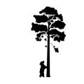 Cub bear climbs tree silhouette animal Royalty Free Stock Photo