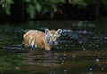Cub of Bengal tiger is walking in the river Royalty Free Stock Photo