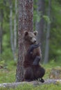 The Cub of Brown Bear Ursus Arctos Royalty Free Stock Photo