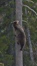 Cub of Brown Bear (Ursus arctos) on a pine tree Royalty Free Stock Photo