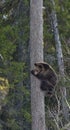 Cub of Brown Bear (Ursus arctos) on a pine tree Royalty Free Stock Photo