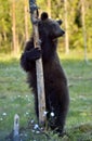 The Cub of Brown Bear Ursus Arctos standing on hinder legs Royalty Free Stock Photo