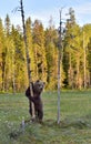 The Cub of Brown Bear Ursus Arctos standing on hinder legs in the summer forest Royalty Free Stock Photo