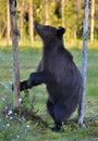 The Cub of Brown Bear Ursus Arctos standing on hinder legs