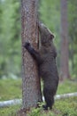 The Cub of Brown Bear (Ursus Arctos) standing on hinder legs Royalty Free Stock Photo