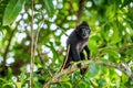The Cub of Celebes crested macaque on the tree.  Crested black macaque, Sulawesi crested macaque, or the black ape. Natural Royalty Free Stock Photo