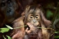 Cub of Central Bornean orangutan Pongo pygmaeus wurmbii in natural habitat. Wild nature in Tropical Rainforest of Borneo. Ind Royalty Free Stock Photo