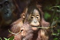 Cub of Central Bornean orangutan Pongo pygmaeus wurmbii in natural habitat. Wild nature in Tropical Rainforest of Borneo. Ind Royalty Free Stock Photo