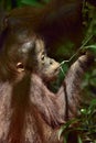 Cub of Central Bornean orangutan Pongo pygmaeus wurmbii in natural habitat. Wild nature in Tropical Rainforest of Borneo. Ind Royalty Free Stock Photo
