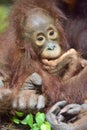 Cub of Central Bornean orangutan Pongo pygmaeus wurmbii in natural habitat. Wild nature in Tropical Rainforest of Borneo. Ind Royalty Free Stock Photo