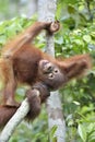 Cub of Central Bornean orangutan Pongo pygmaeus wurmbii swinging in tree Royalty Free Stock Photo