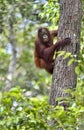 Cub of Central Bornean orangutan Pongo pygmaeus wurmbii Royalty Free Stock Photo