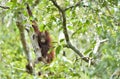 Central Bornean orangutan Pongo pygmaeus wurmbii on the tree in natural habitat. Wild nature in Tropical Rainforest of Borneo. Royalty Free Stock Photo