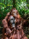 Cub of Central Bornean orangutan ( Pongo pygmaeus wurmbii ) swinging on the tree in natural habitat. Royalty Free Stock Photo