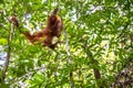 Cub of Central Bornean orangutan ( Pongo pygmaeus wurmbii ) swinging on the tree in natural habitat. Royalty Free Stock Photo