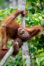 Cub of Central Bornean orangutan ( Pongo pygmaeus wurmbii ) swinging on the tree in natural habitat. Royalty Free Stock Photo