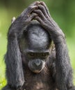Cub of chimpanzee Bonobo. Green natural background. Close up portrait. The Bonobo ( Pan paniscus)