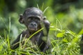 Cub of chimpanzee Bonobo. Green natural background. Close up portrait. The Bonobo ( Pan paniscus)