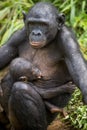 The cub of chimpanzee Bonobo ( Pan paniscus) on a breast of the nursing Mother. Portrait close up.