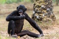Cub of a Chimpanzee bonobo
