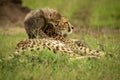 Cub climbs on cheetah lying on grass Royalty Free Stock Photo