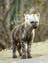 Wild young hyena