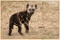 The cub of a hyena Royalty Free Stock Photo