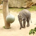 Cub of Indian elephant playing with toy ball