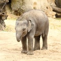 Cub of Indian elephant with trunk in mouth