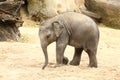 Cub of Indian elephant walking on dry ground