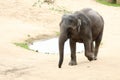 Cub of Indian elephant walking by waterhole