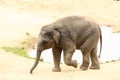 Cub of Indian elephant walking by waterhole