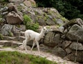 Cub of a lama in a zoo