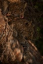 Cub licks lips beside leopard in tree