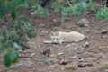 The cub lies quietly on the ground and moves its ear