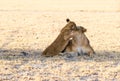 Cub and lioness love